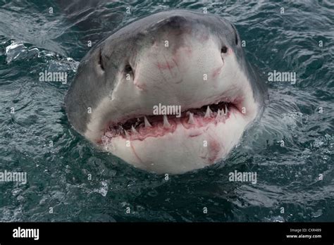 Great White Shark Poking Its Head Out The Water Gansbaai Western