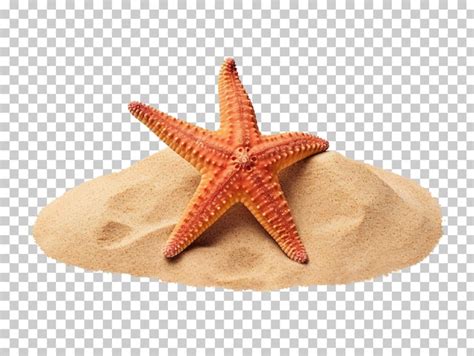 Estrela Do Mar Na Areia Isolada Em Fundo Transparente Png Psd PSD Premium