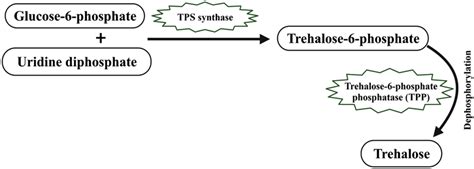 Biosynthesis Of Trehalose In Plants Adopted From Wingler 2002