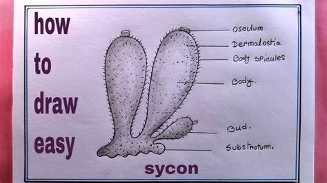 How To Draw Porifera Easilydraw Sycon Diagram Youtube