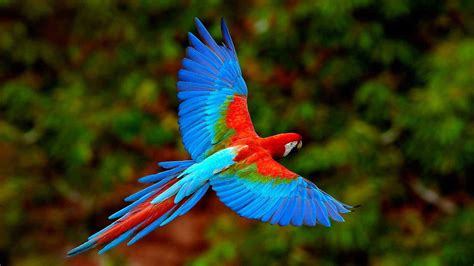 4k Parrot Wallpapers - Wallpaper Cave