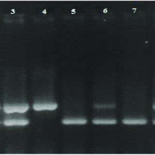 Multiplex PCR Of Amplified PapC And IutA Virulence Genes In