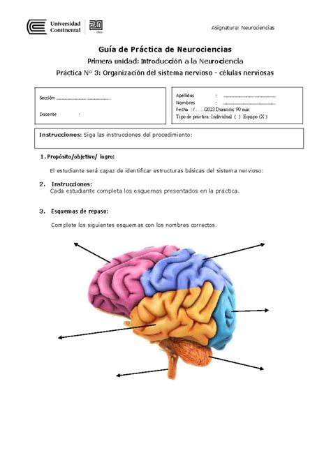 Guia práctica N 3 organización SN Neuroanatomía Asignatura