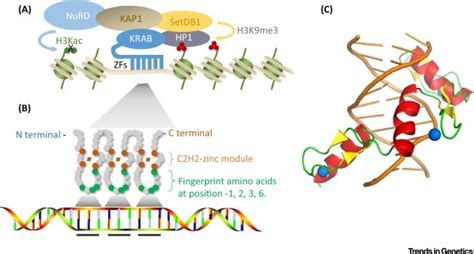 The Role Of Krab Zfps In Transposable Element Repression And Mammalian