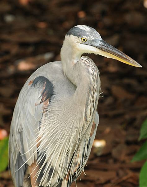 770+ Heron Great Blue Heron Florida Everglades National Park Stock ...