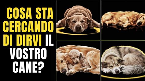 I Cani Non Dormono Con I Loro Padroni Per Caso Scopri Cosa Li Attira