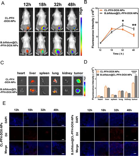 Passive Homing Of Cl Pfh Dox Nps Adsorbed By B Bifidum In Vivo A