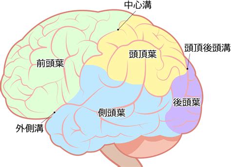 脳の構造と役割（子供の脳の発達のための） 脳育jp／子どもに健やかな成長と健全な発達を