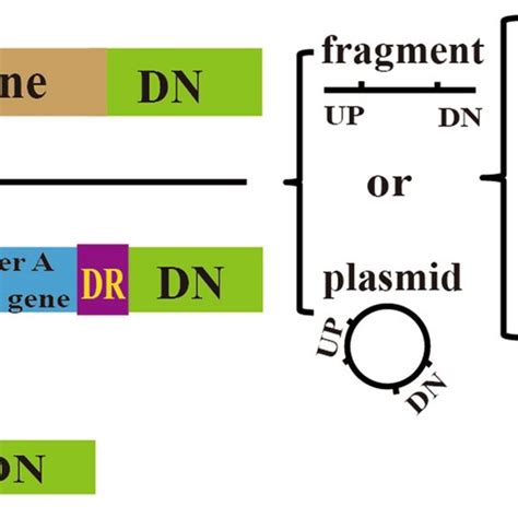 Schematic Overview Of Genome Editing Methods Based On Download