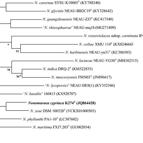 Partial Neighbour Joining Phylogenetic Tree Based On 16s Rrna Gene