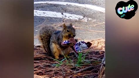 Savage Squirrel Eat Snickers Bar Youtube