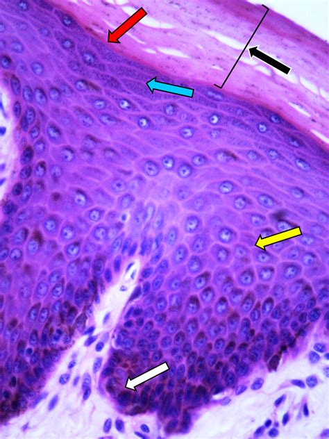 Sistema Tegumentar Histologia De Rg Os E Sistemas