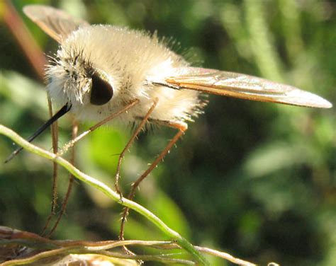 Bee Fly Anastoechus Barbatus Bugguidenet