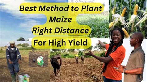 Best Method Of Planting Maize From Scratch To Earn High Income In Ghana