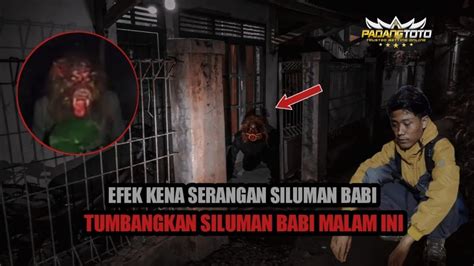 Live Misteri Serangan Siluman Babi Bikin Kita Semua Donw Youtube