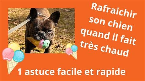 Comment rafraichir son chien quand il fait très chaud 1 astuce facile