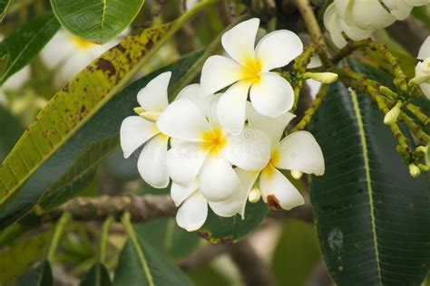 White Frangipani Flower Plumeria Alba With Green Leaves Stock Image