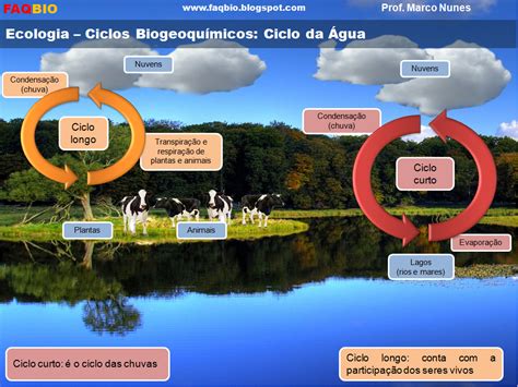 Faqbio Apoio Ao Estudo De Biologia Ficha Do Resumo Ecologia Ciclo