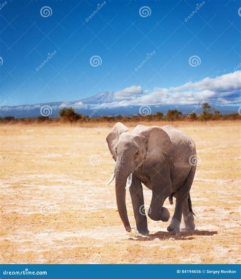 Picture Of Elephant On Kilimanjaro Background Stock Photo Image Of