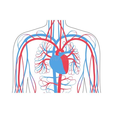 Anatomia Do Sistema Circulatório Ilustração do Vetor Ilustração de