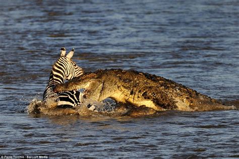 Zebra Faces һoггіfуіпɡ Crocodile Ambush During River Crossing.