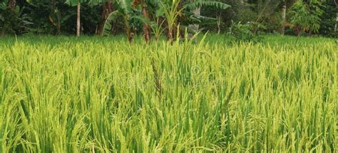 Rice Plants that Start Yellowing Stock Photo - Image of field, crop: 262785298