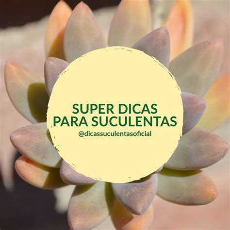 Dicas Suculentas Oficial On Instagram Desliza Para O Lado Para Ver