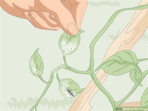 Simple Ways To Kill Thrips 9 Steps With Pictures Wikihow