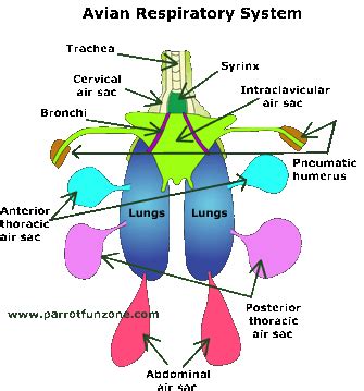 Parrot Anatomy