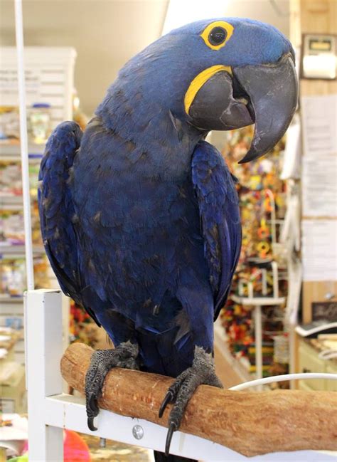 Purple Hyacinth Macaw