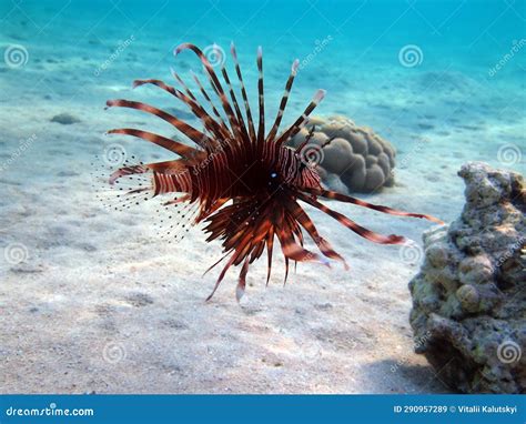 Lion Fish In The Red Sea In Clear Blue Water Hunting For Food