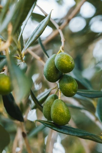 Premium Photo Traditional Plantation Of Olive Trees In Sicily Italy