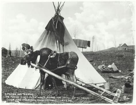 17 Best Images About Historic Teepee Photos On Pinterest American History Sioux And Postcards