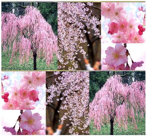 JAPANESE Weeping Cherry Tree Seed - Prunus subhirtella pendula Seeds ...