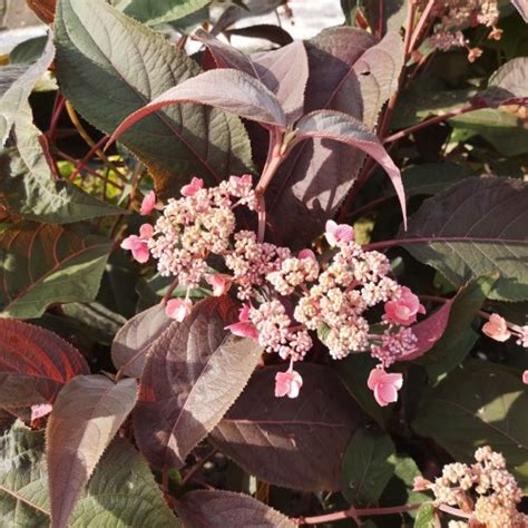 Fl Jlshortensia Hot Chocolate Cm Hydrangea Aspera Hot Chocolate