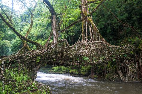 A Living Root Bridge is a type of simple suspension bridge formed of living plant roots by tree ...