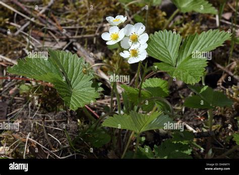 Hierba De Fresa Fotograf As E Im Genes De Alta Resoluci N Alamy