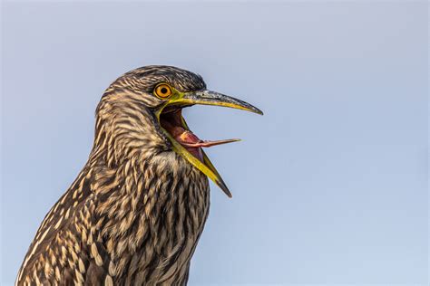 Endemic Birds – Falklands Nature