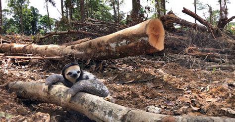 Amazonia En Peligro En La Guayana Francesa Salva La Selva