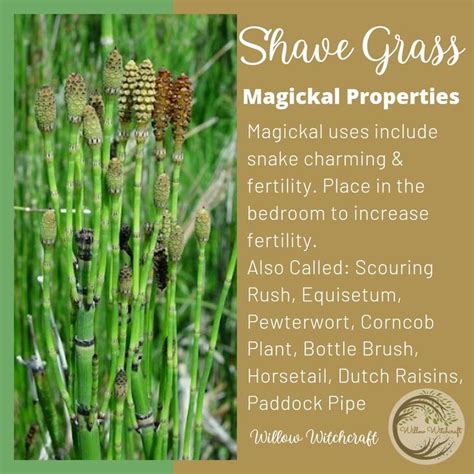 Shave Grass Magickal Properties In Magickal Herbs Magic Herbs