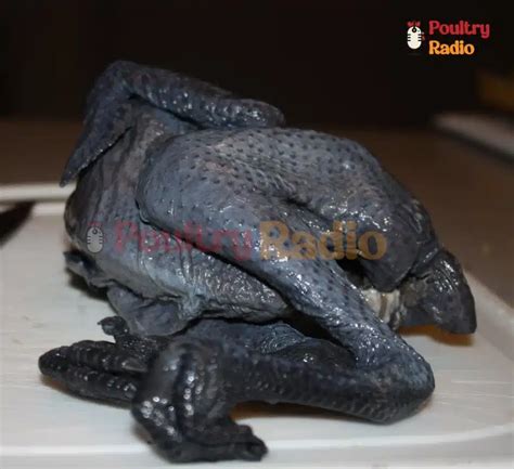 Black Silkie Chicken Breed: All In One Guide - Black Chicken - Poultry ...