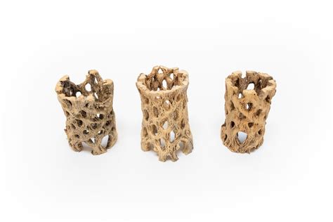 Sale Natural Cholla Wood Containers With Assorted Tillandsia Air Pla