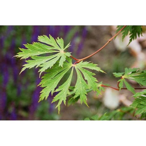 Acer jap Aconitifolium érable japonais Acheter sur Plantes ch