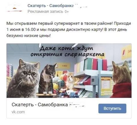 Даже коты ждут Пикабу