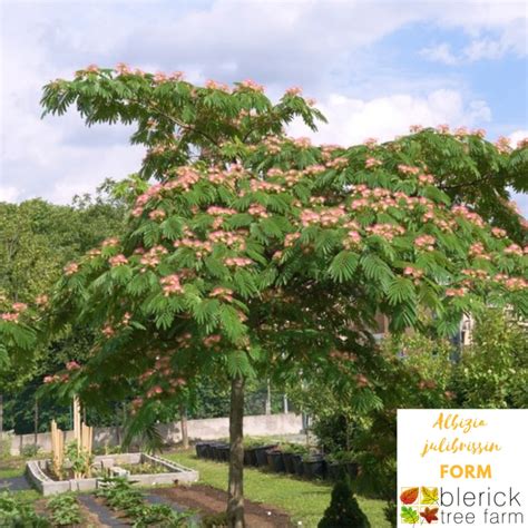 Albizia julibrissin - Persian Silk Tree - Blerick Tree Farm