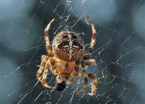 Araneus Spider Web - Free photo on Pixabay