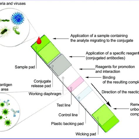 Schematic representation of the lateral-flow immunoassay mechanism The... | Download Scientific ...