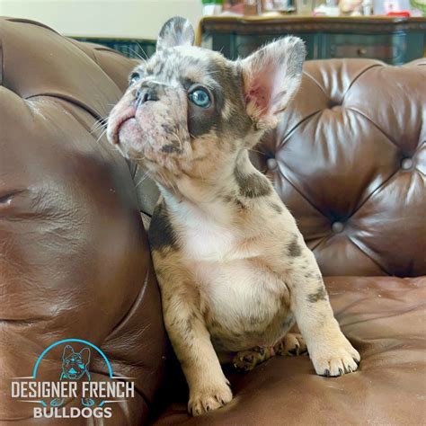 Merle French Bulldog Puppies For Sale Merle Frenchie Breeders