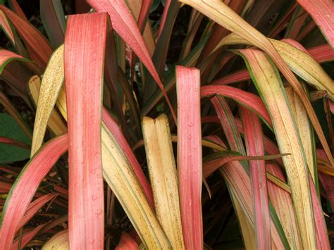 Native Phormium Flax Pictures