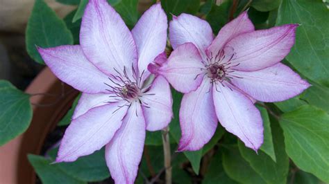 How To Grow Clematis In Pots Expert Tips For Planting And Caring For